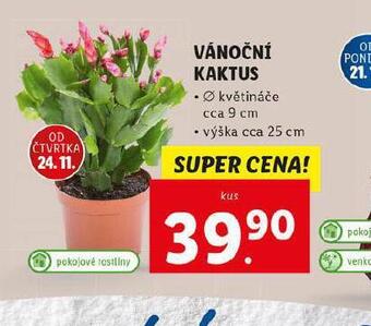 Lidl Vánoční kaktus nabídka