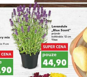 Kaufland Levandule nabídka