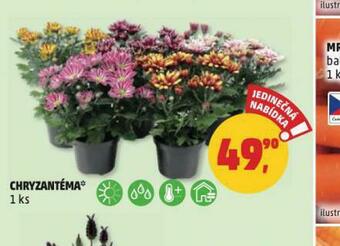 Penny Market Chryzantéma nabídka
