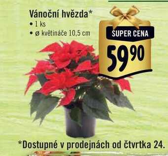 Albert Vánoční hvězda, pr. květináče 10,5 cm nabídka