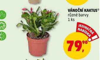 Penny Market Vánoční kaktus, 1 ks nabídka