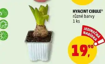 Penny Market Hyacint cibule, 1 ks nabídka
