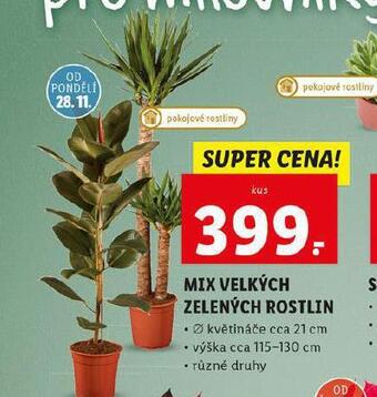 Lidl Mix velkých zelených rostlin nabídka
