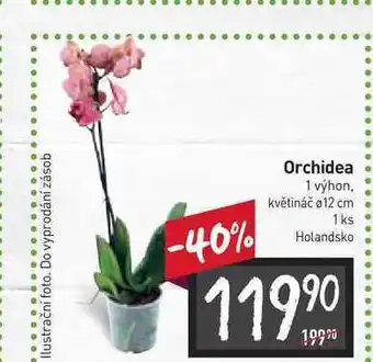 Billa Orchidea 1 výhon, květináč ø12 cm 1 ks nabídka