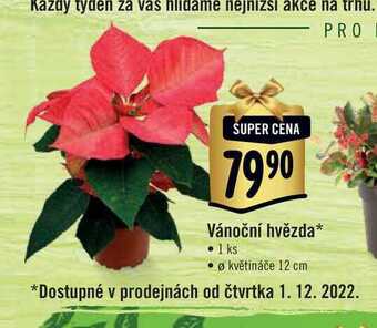 Albert Vánoční hvězda, pr. květináče 12 cm nabídka