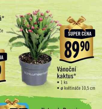 Vánoční kaktus, pr. květináče 10,5 cm