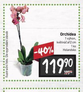 Billa Orchidea nabídka