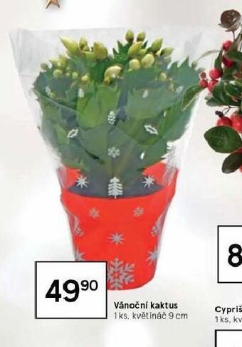 Tesco Vánoční kaktus nabídka