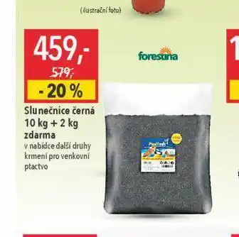 Globus Slunečnice černá nabídka