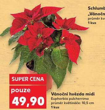 Kaufland Vánoční hvězda nabídka