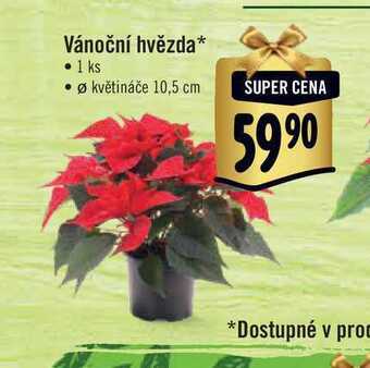 Albert Vánoční hvězda, pr. květináče 10,5 cm nabídka