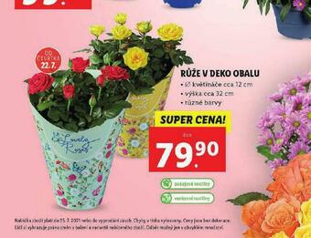 Lidl Růže v deko obalu nabídka
