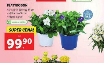 Lidl Platykodon nabídka