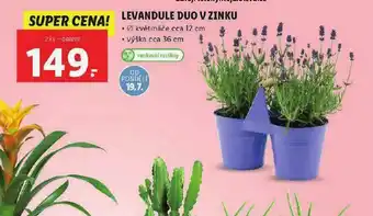 Lidl Levandule duo v zinku nabídka