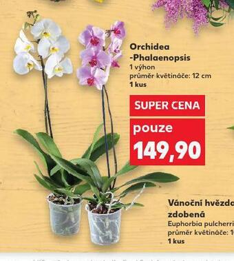 Kaufland Orchidea - phalaenopsis nabídka
