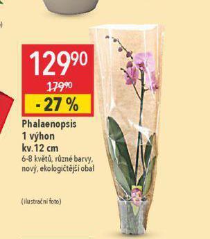 Globus Orchidea - phalaenopsis nabídka