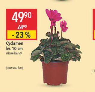 Globus Cyclamen nabídka