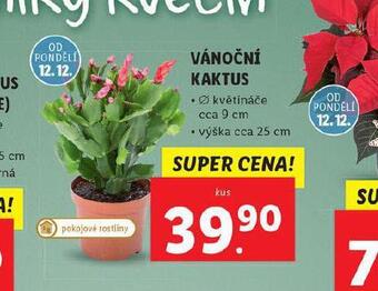 Lidl Vánoční kaktus nabídka