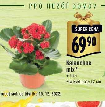Albert Kalanchoe mix, pr. květináče 12 cm nabídka