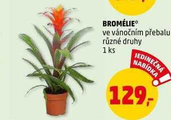 Penny Market Bromélie, 1 ks nabídka