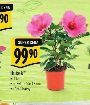 Ibišek