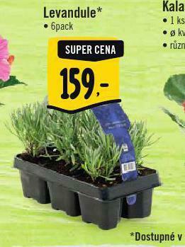 Albert Levandule nabídka