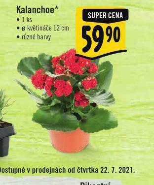 Albert Kalanchoe nabídka