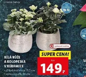 Lidl Bílá růže a kolopejka v keramice nabídka