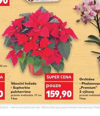 Kaufland Vánoční hvězda nabídka