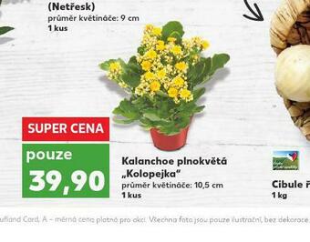 Kaufland Kalanchoe plnokvětá nabídka