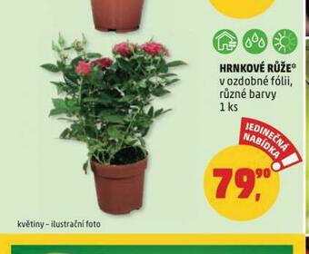 Penny Market Hrnkové ruže nabídka