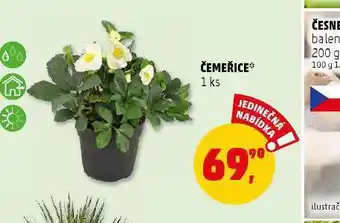 Čemeřice