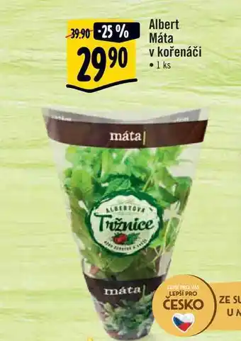 Albert Albert máta v kořenáči • 1 ks nabídka