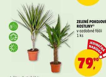 Penny Market Zelené pokojové rostliny, 1 ks nabídka