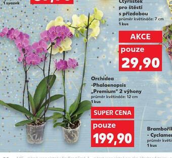 Kaufland Orchidea - phalaenopsis nabídka