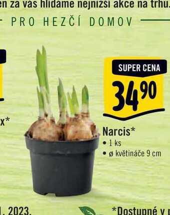 Albert Narcis, pr. květináče 9 cm nabídka