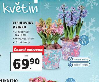 Lidl Cibuloviny v zinku nabídka