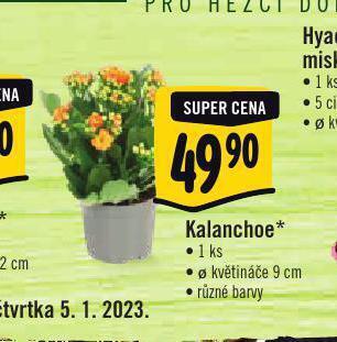 Albert Kalanchoe nabídka