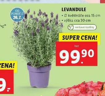 Lidl Levandule nabídka