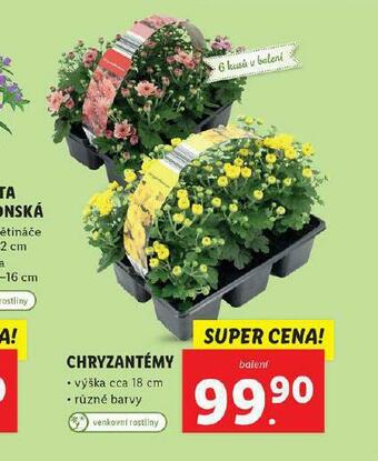 Lidl Chryzantéma nabídka