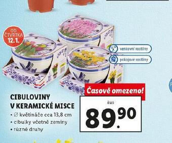 Lidl Cibuloviny v keramické misce nabídka