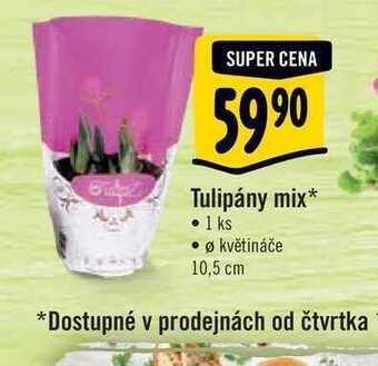 Albert Tulipány mix, pr. květináče 10,5 cm nabídka