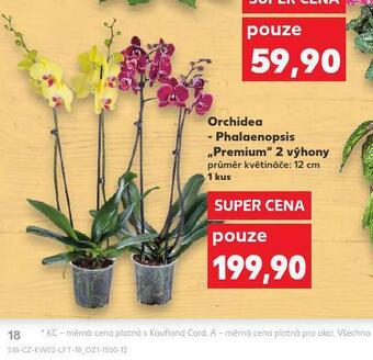 Kaufland Orchidea - phalaenopsis nabídka