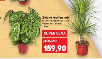 Kaufland Zelené rostliny mix nabídka
