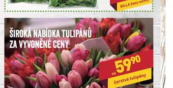 Billa Čerstvé tulipány nabídka