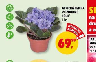 Africká fialka