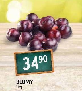 Terno Blumy nabídka