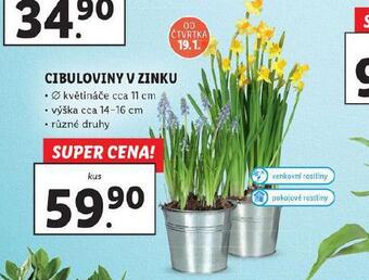 Lidl Cibuloviny v zinku nabídka