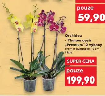Kaufland Orchidea Phalaenopsis "Premium" 2 výhony Průměr květináče: 12cm nabídka