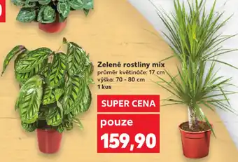 Kaufland Zelené rostliny mix průměr kvěrináče: 17cm výška: 70-80cm nabídka